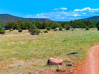 Views and Junipers in Show Low Park : Concho : Apache County : Arizona