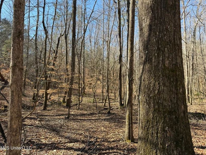 Hunting Land for Sale in Yalobusha : Coffeeville : Yalobusha County : Mississippi