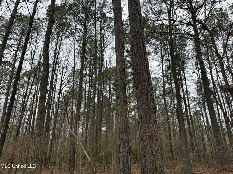 Residential Lot for Sale in Pearl : Pearl : Rankin County : Mississippi