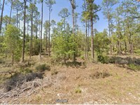 Privacy & Space Yours for $299 Down : Dunnellon : Marion County : Florida