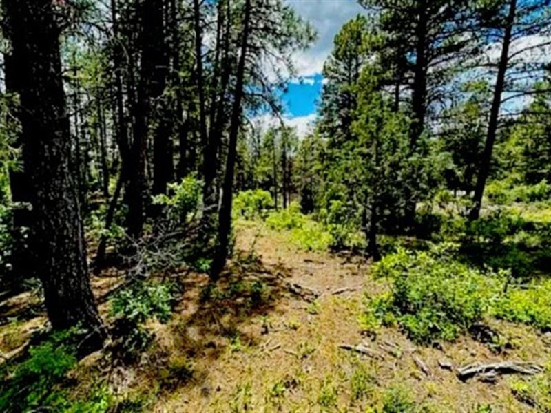 Beautiful RV Lot or Build : Pagosa Springs : Archuleta County : Colorado
