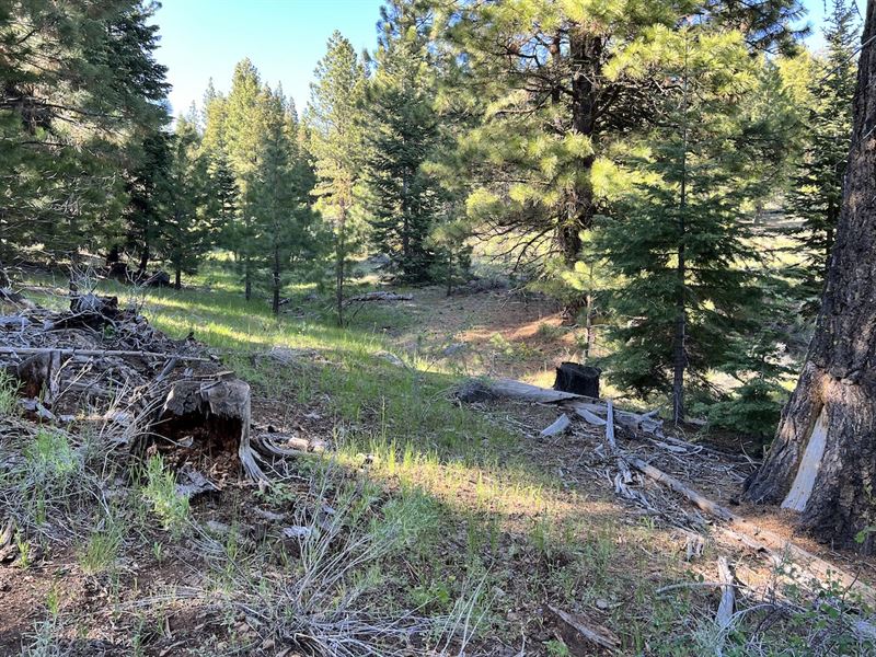 Escape To Nature : Alturas : Modoc County : California