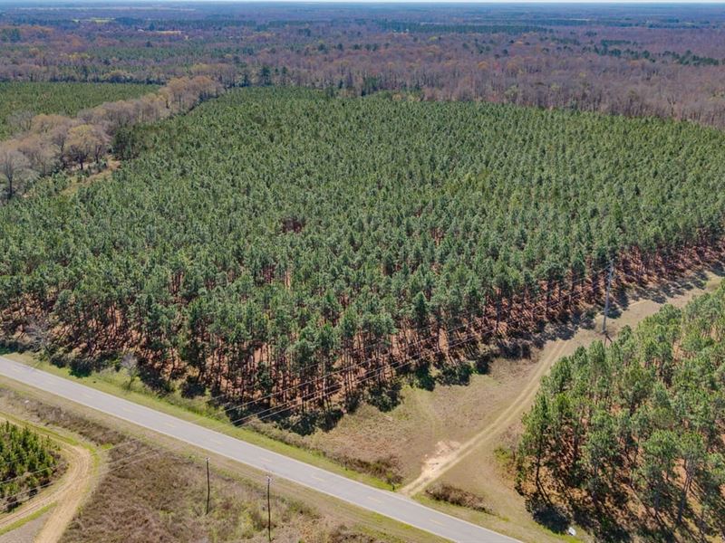 51 Ac Homestead with Longleaf Timbe : Arlington : Calhoun County : Georgia