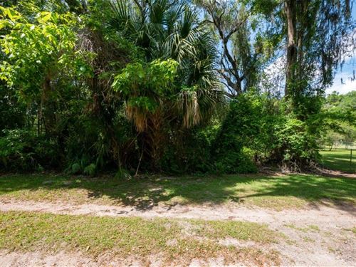 Looking for a Piece of Paradise : Citra : Marion County : Florida