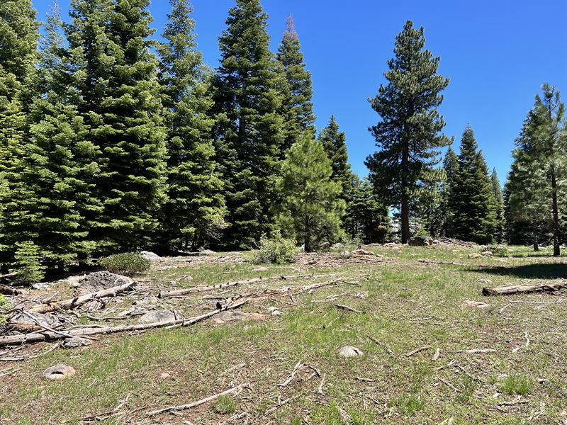 Escape To The Trees : Alturas : Modoc County : California