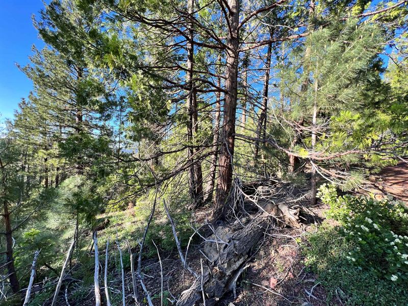 Your Own Piece Of The Woods : Alturas : Modoc County : California