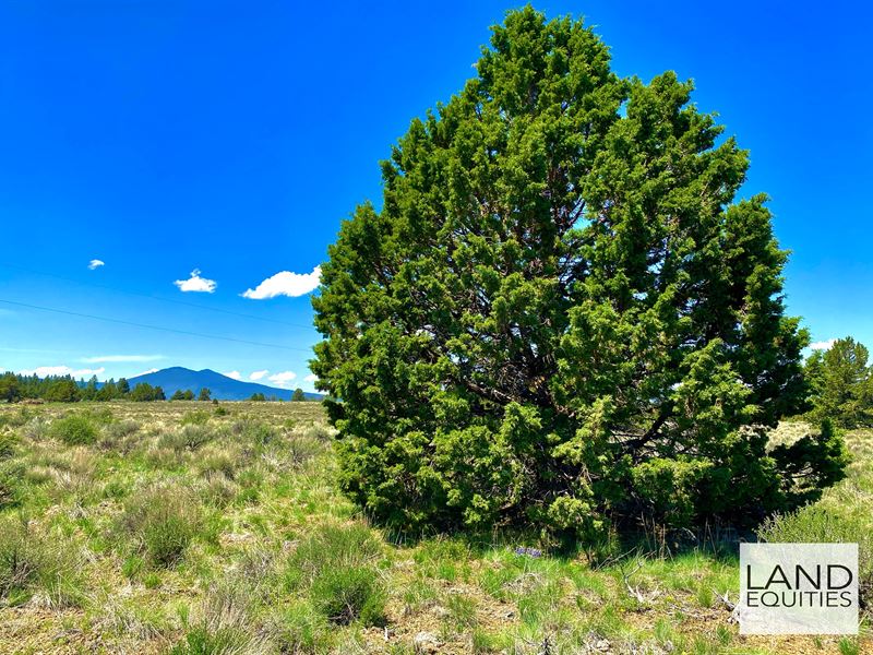 Juniper Savanna Near The River : Sprague River : Klamath County : Oregon