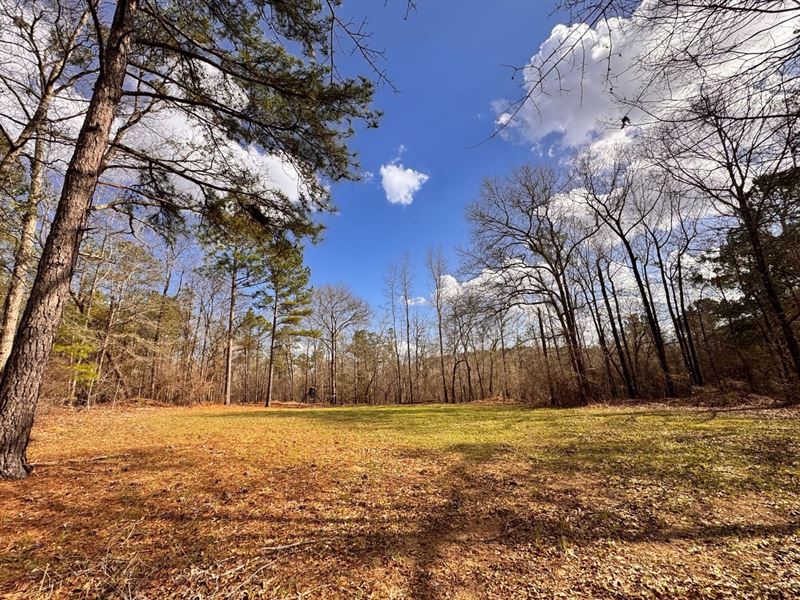 489 Acres Cusseta, GA : Cusseta : Chattahoochee County : Georgia