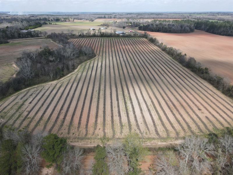Creek Church Rd Lot 4 : Ashford : Houston County : Alabama