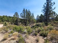 Treed Lot on Kootenai Street : Sprague River : Klamath County : Oregon
