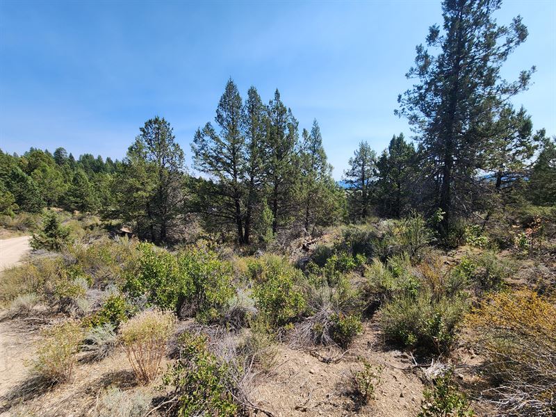 Treed Lot on Kootenai Street : Sprague River : Klamath County : Oregon