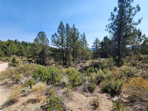 Treed Lot on Kootenai Street : Sprague River : Klamath County : Oregon