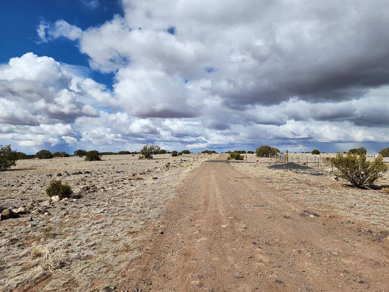 Room To Roam and Room To Breathe : Concho : Apache County : Arizona