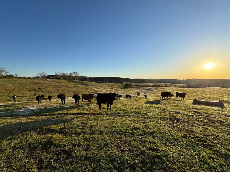 89 Acres with Pasture, Pond, Str : Roanoke : Chambers County : Alabama