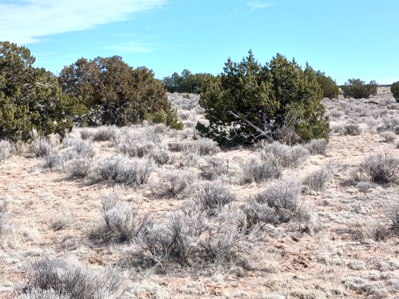 Stop Watching Markets, Buy Land : Sanders : Apache County : Arizona