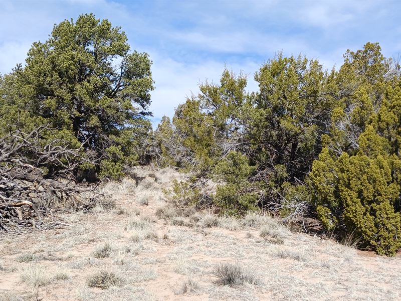 Your Own Spot in The Arizona Desert : Sanders : Apache County : Arizona
