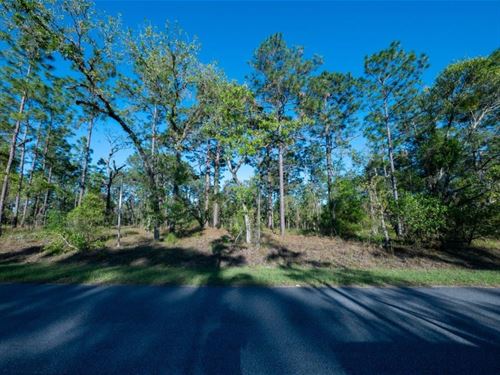 Looking for The Perfect Piece : Dunnellon : Marion County : Florida