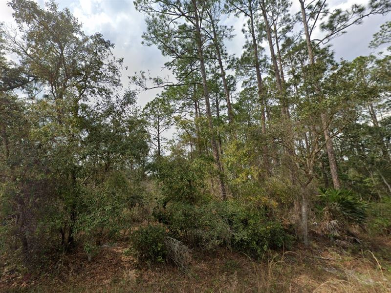 Springtime Bliss Land Sale $49 Down : Interlachen : Putnam County : Florida