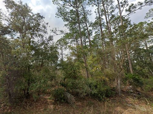 Springtime Bliss Land Sale $49 Down : Interlachen : Putnam County : Florida