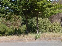 Ocean View Lot in Shelter Cove : Shelter Cove : Humboldt County : California
