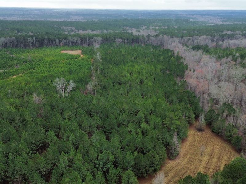 20 Acres Chambers County : Roanoke : Chambers County : Alabama