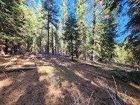 Beautiful Mountain Land in Alturas : Alturas : Modoc County : California
