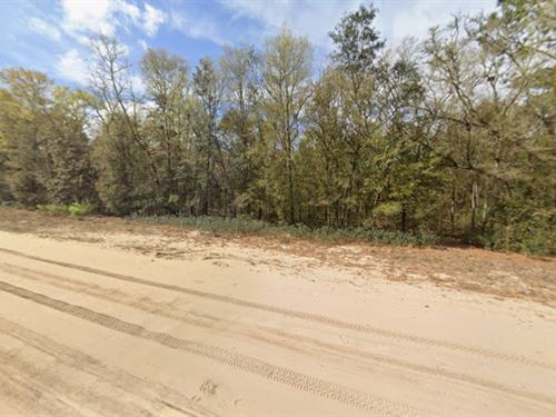 Florida 0.22 Acre Wooded Lot : Interlachen : Putnam County : Florida