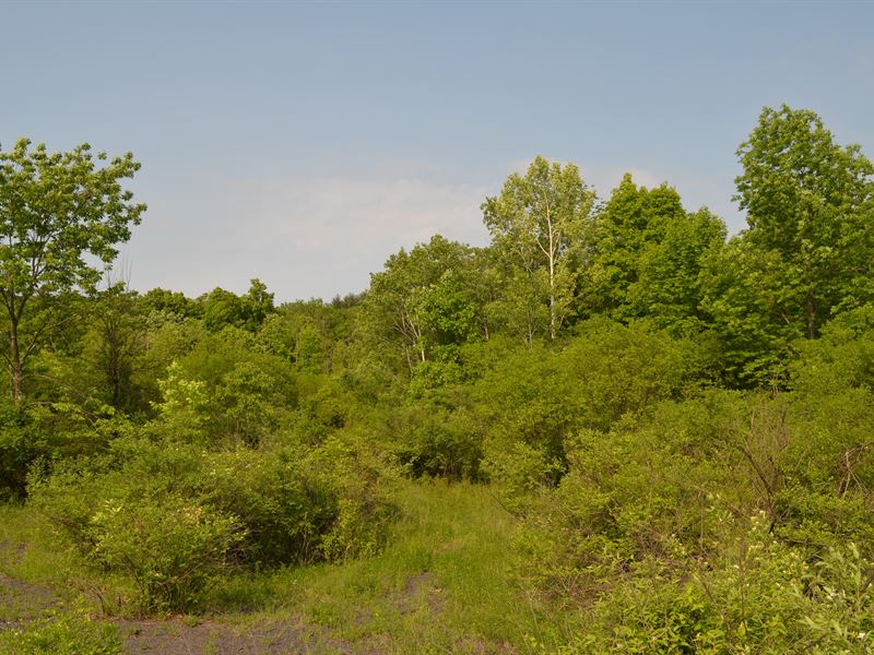 The Perfect Setting in Bethlehem : Bethlehem : Albany County : New York