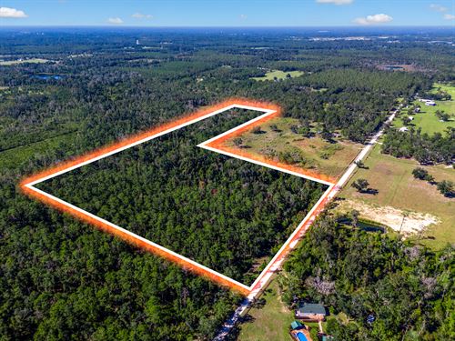Beautiful Wooded Land in Live Oak : Live Oak : Suwannee County : Florida