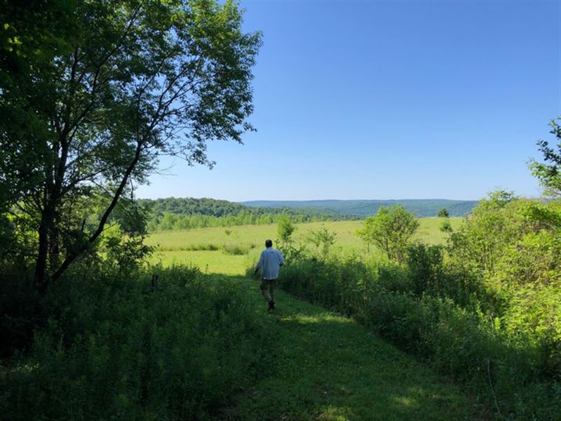 Southern Tier Woods and Meadows : Smyrna : Chenango County : New York