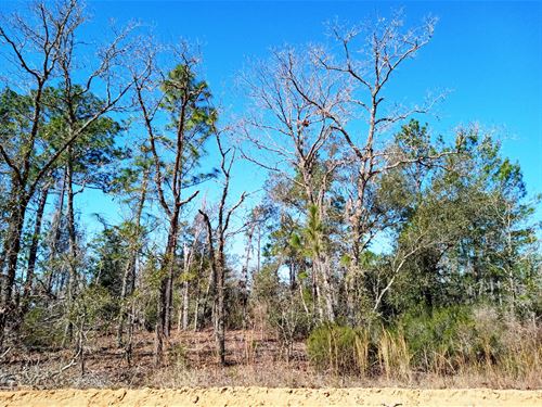 Magnificent Lot Close to Lake Lucy : Interlachen : Putnam County : Florida