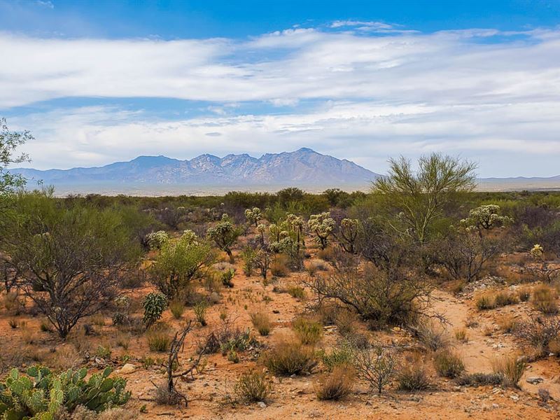 Gems of Tucson's Sonoran Desert : Tucson : Pima County : Arizona