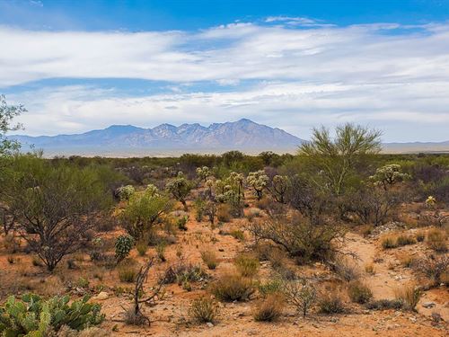 Gems of Tucson's Sonoran Desert : Tucson : Pima County : Arizona