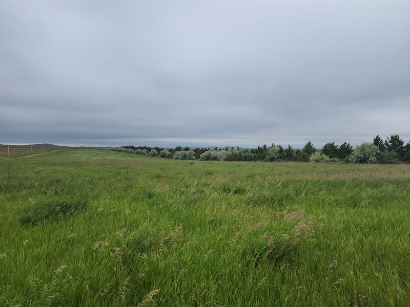 White Butte Upland Reserve : Petrel : Adams County : North Dakota