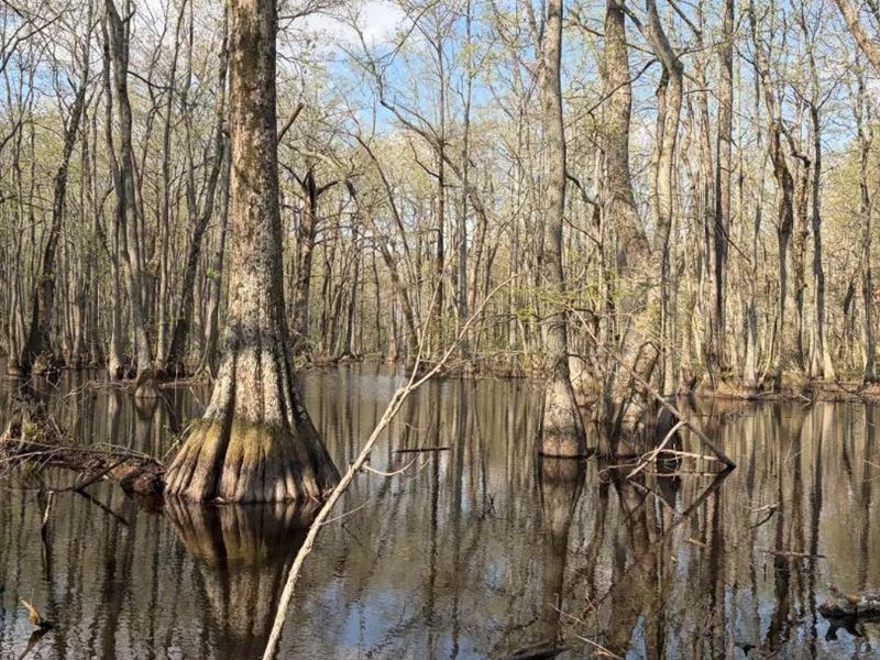 114.5 Acres in Leflore County, MS : Minter City : Leflore County : Mississippi