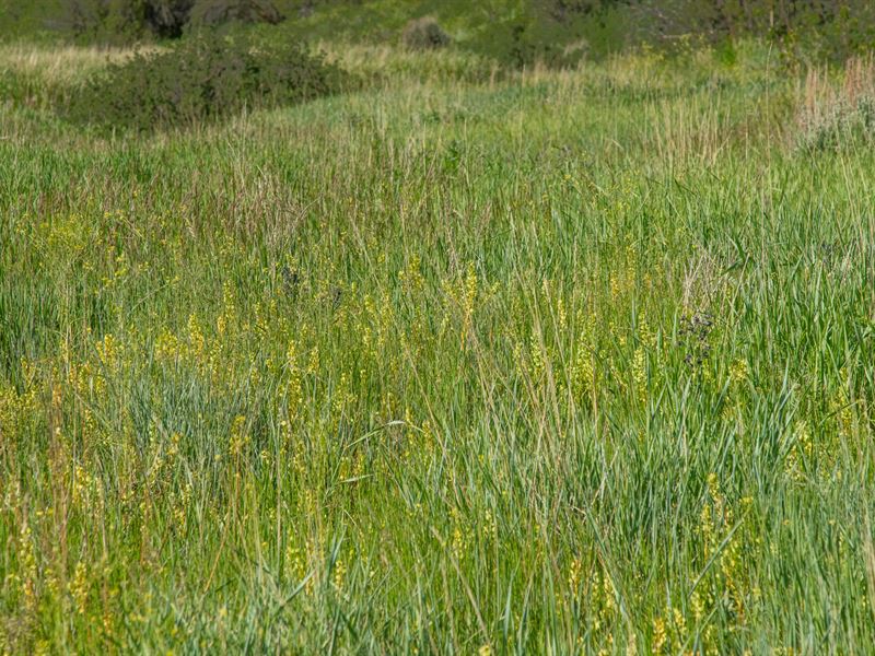 Lorenz Ranch : Hayden : Routt County : Colorado