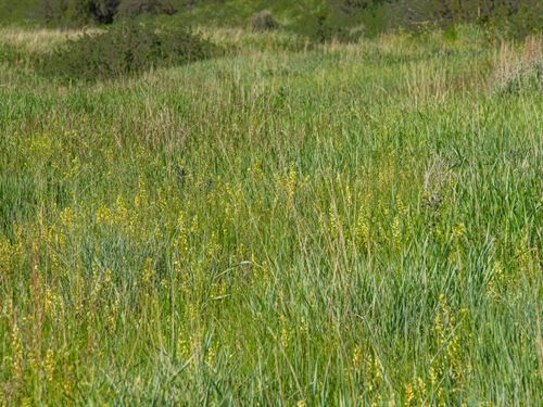 Lorenz Ranch : Hayden : Routt County : Colorado