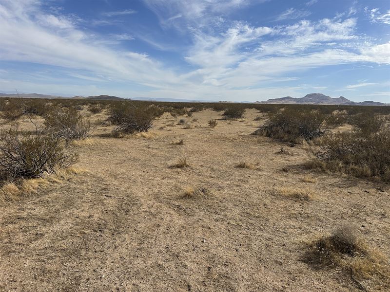 Golden Desert Opportunity : Mojave : Kern County : California