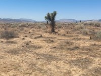 Affordable Rosamond Land : Rosamond : Kern County : California