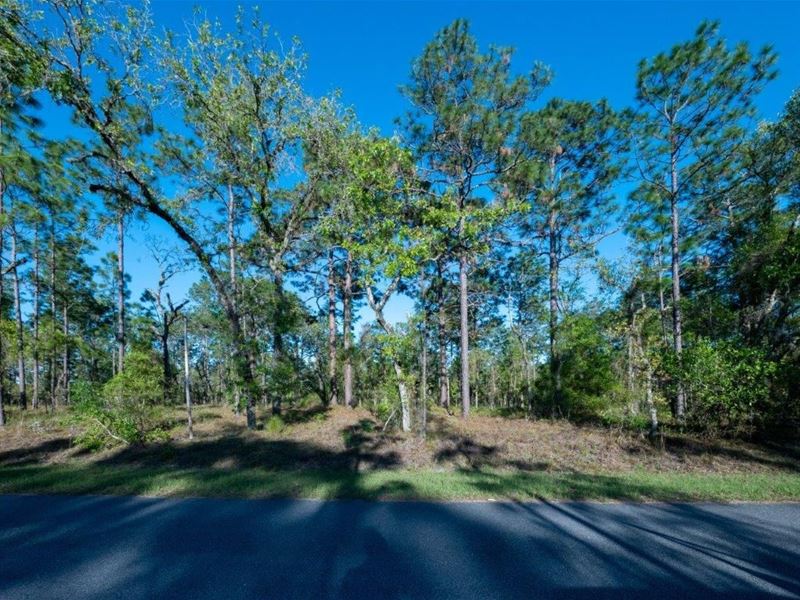 Looking for a Lot : Dunnellon : Marion County : Florida