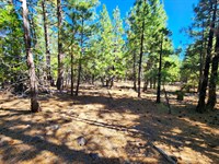 Pure Freedom Build, Relax & Explore : Alturas : Modoc County : California