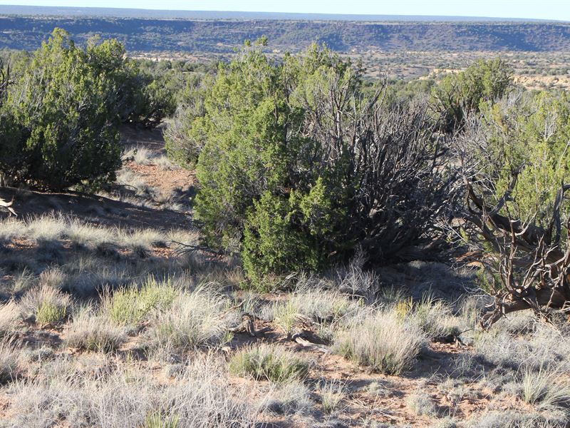 Your Land. Your Legacy : Saint Johns : Apache County : Arizona