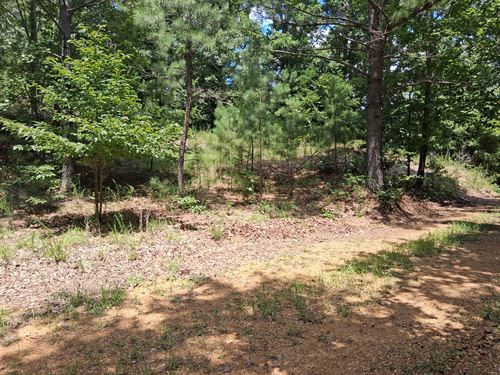 Wooded RV-Friendly Lot : New Concord : Calloway County : Kentucky