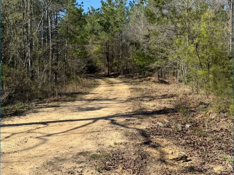 30 Acres in Attala County in Sallis : Sallis : Attala County : Mississippi