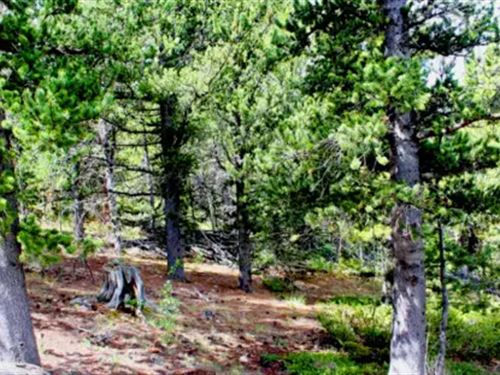 3.07 Acres Surrounded by Forest : Black Hawk : Gilpin County : Colorado