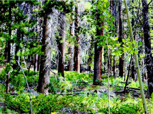 3.82 Acres Secluded Getaway : Black Hawk : Gilpin County : Colorado