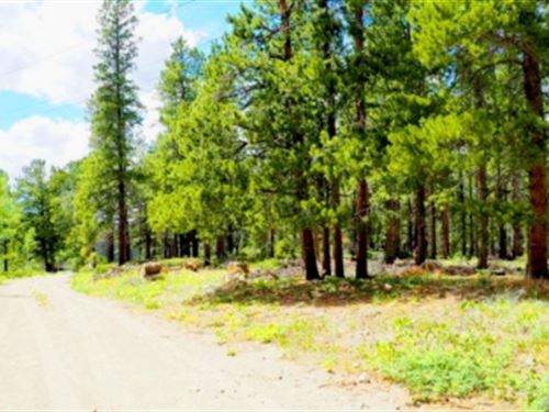 4.10 Acres Mountain Getaway : Black Hawk : Gilpin County : Colorado