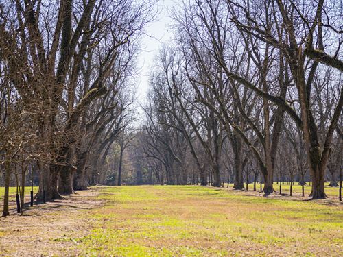 Spring Creek Pecan Orchard : Marshallville : Macon County : Georgia