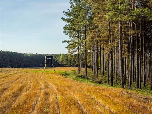 455 Acres Hunting & Income Land : Weir : Choctaw County : Mississippi