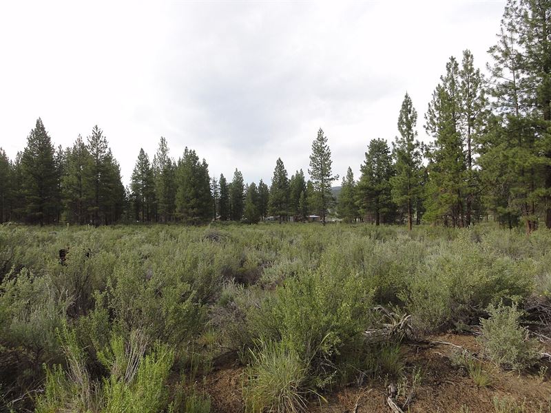 Seclued Woodland Escape : Sprague River : Klamath County : Oregon